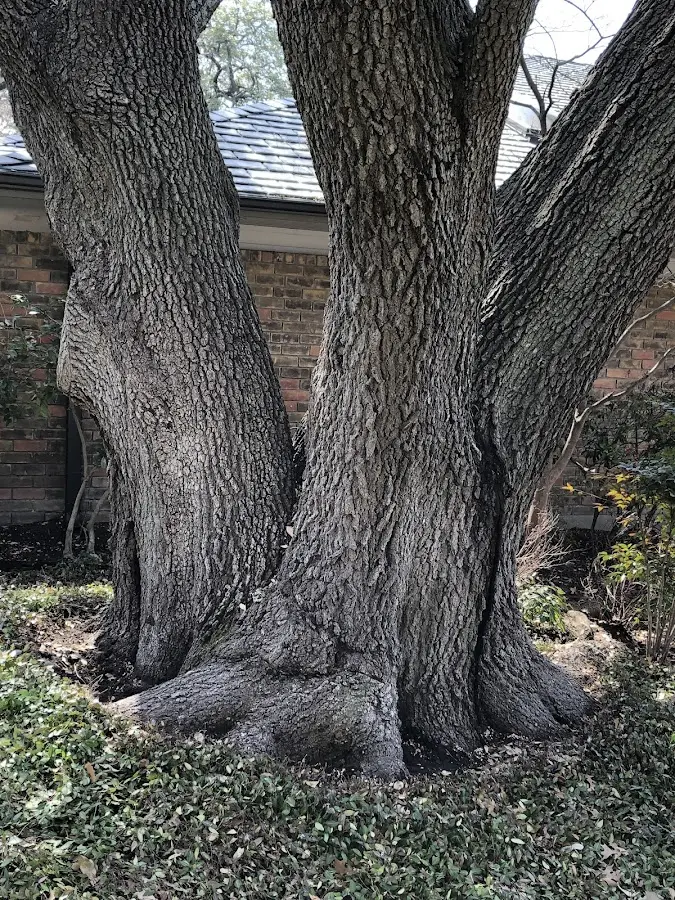 Mature heritage tree close to a Ogdensburg property cared for by certified arborists